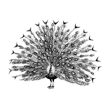Illustration for Vector peacock with open tail ink sketch black and white illustration. Hand drawn realistic drawing. - Royalty Free Image