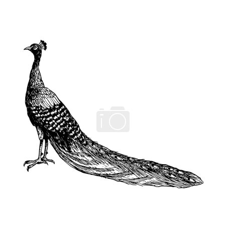 Ilustración de Pájaro pavo real blanco y negro con ilustración gráfica vectorial de cola larga. Naturaleza tropical realista detallada tinta clipart. - Imagen libre de derechos