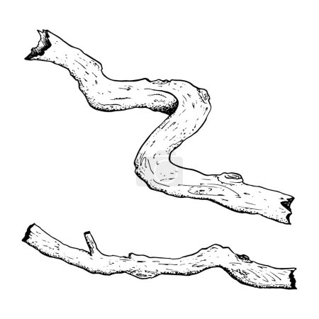 Ilustración de Vector de raíces de árboles, ramas, ramitas o troncos simple ilustración en blanco y negro. Bosque dibujado a mano naturaleza tinta dibujo. - Imagen libre de derechos