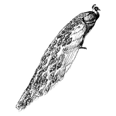 Téléchargez les illustrations : Oiseau paon avec illustration vectorielle à longue queue. Nature tropicale réaliste clipart détaillé en noir et blanc. - en licence libre de droit