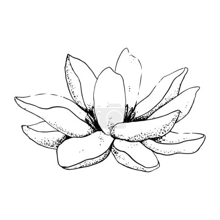 Illustration for Vector lotus flower realistic graphic sketch illustration for yoga centers and logos, natural cosmetics, health care. - Royalty Free Image