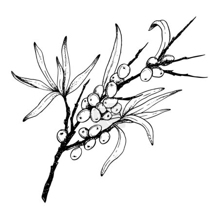 Ilustración de Rama de espino cerval marino gráfico en blanco y negro con hojas y bayas ilustración vectorial dibujada a mano para cosméticos naturales, champú con Hippophae, té de hierbas o aceite orgánico. - Imagen libre de derechos