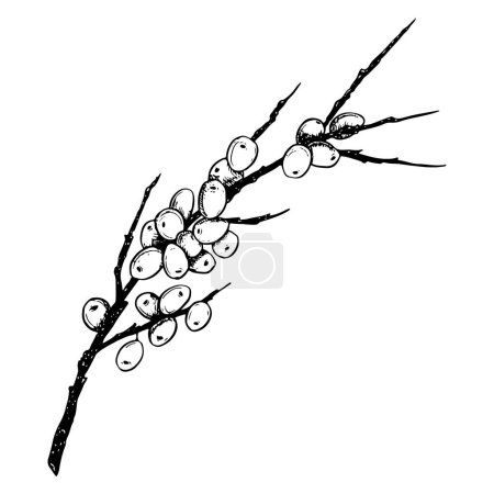 Ilustración de Hippophae rama de espino cerval de mar con bayas dibujado a mano negro y blanco vector floral ilustración para cosméticos naturales, té de hierbas, aceite orgánico, mermelada y jugo. - Imagen libre de derechos