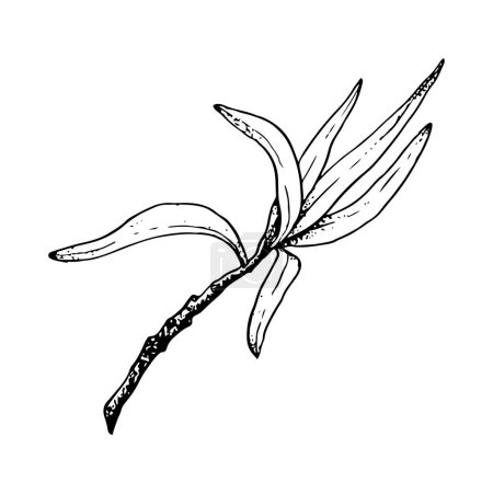 Ilustración de Vector simple rama de olivo con ilustración de boceto de hojas largas. Dibujo en tinta blanca y negra de espino cerval de mar o rama de granada. - Imagen libre de derechos