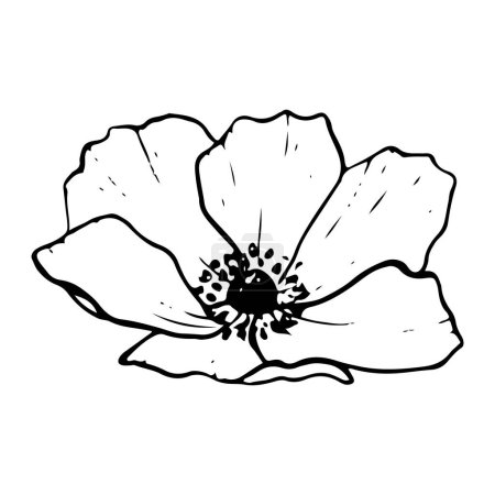 Téléchargez les illustrations : Anémone printemps fleur vecteur noir et blanc illustration. Coquelicot de campagne, vue de côté, pour cartes de vœux, pages à colorier et dessins de mariage. - en licence libre de droit