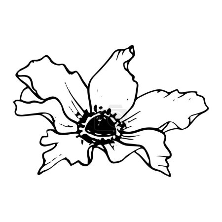 Ilustración de Primavera flor vector línea ilustración. Dibujo de línea botánica de amapola anémona de campo para tarjetas de felicitación, diseños estacionarios y de bodas. - Imagen libre de derechos