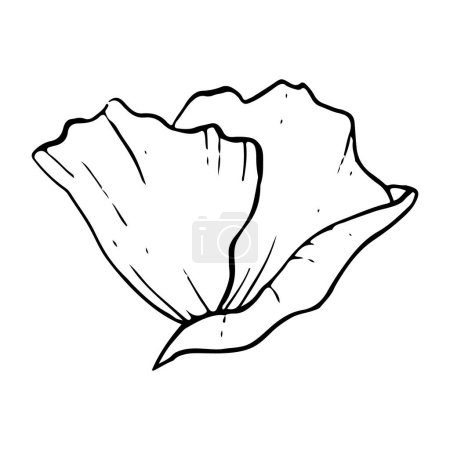Illustration for Simple black and white anemone flower line vector illustration. Wildflower poppy for greeting cards, wedding invitation and mothers day designs. - Royalty Free Image