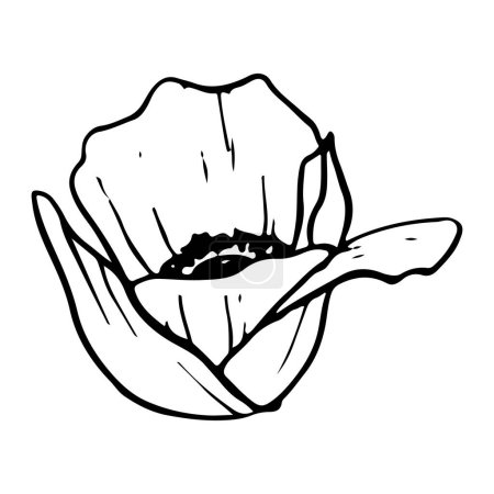 Téléchargez les illustrations : Illustration vectorielle de ligne de fleur de tulipe. Dessin botanique printanier du pavot des champs en noir et blanc pour cartes de vœux et motifs de mariage. - en licence libre de droit