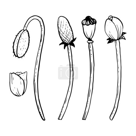 Ilustración de Poppy brote y tallos, hojas y semillas caja vector ilustración conjunto. Colección de flores silvestres Meadow para diseños de primavera. - Imagen libre de derechos