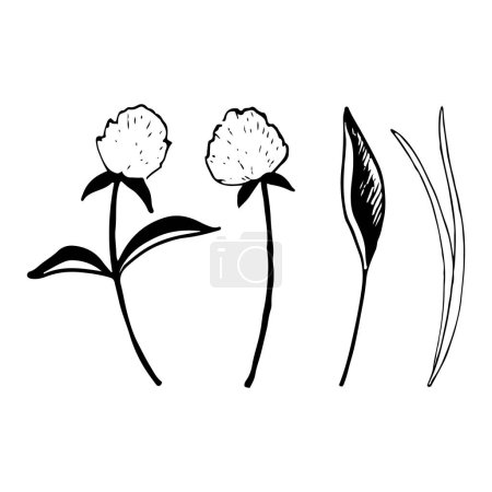 Téléchargez les illustrations : Ensemble d'illustrations vectorielles de fleurs de trèfle et d'herbe des champs. Fleurs sauvages botaniques pour les motifs rustiques du printemps et de l'été. - en licence libre de droit