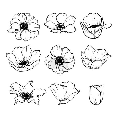 Illustration for Vector anemones flowers illustration set. Meadow wildflower poppies blossom line black and white line drawing collection for spring designs. - Royalty Free Image