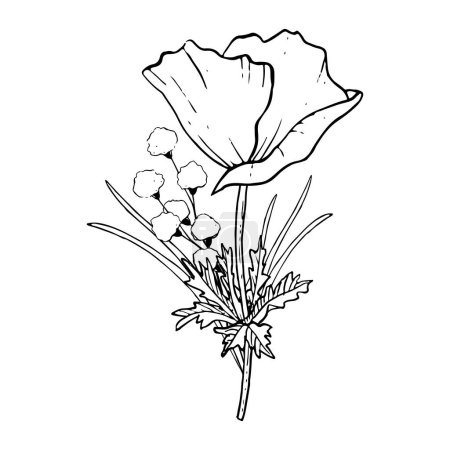 Ilustración de Amapola vectorial con flores de campo e ilustración de ramo de hierba. Elegante flor silvestre para tarjetas de felicitación floral, invitación a la boda y diseños para el día de las madres. - Imagen libre de derechos