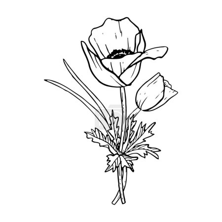Ilustración de Ramo de flores de tulipanes de primavera o amapolas anémonas con ilustración de vectores de hierba Dibujo botánico blanco y negro para tarjetas de felicitación y diseños de bodas. - Imagen libre de derechos