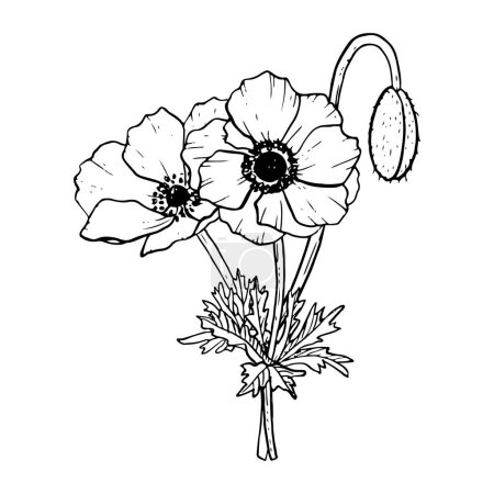 Illustration for Wildflowers anemone poppies bouquet with field plants and bud vector illustration for spring wedding design and Mothers day cards. - Royalty Free Image