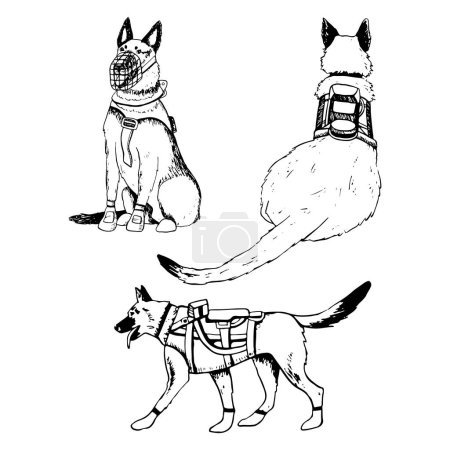 K9 Militärhunde Soldaten in Schutzwesten Vektor Illustration Set. Wandernder deutscher Schäferhund oder belgischer Malinois Schwarz-Weiß-Zeichnung für patriotische Veteranentag-Designs.