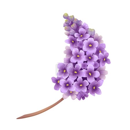 Ilustración de Ilustración vectorial de ramas de flores lila en colores púrpura y violeta para diseños florales vintage y retro y estampados de primavera. Dibujo detallado realista y de dibujos animados. - Imagen libre de derechos