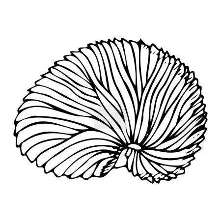 Papier Nautilus Eierkoffer Linie Vektor Illustration. Argonautenschale in schwarz-weiß. Meeresmuschel für exotische tropische Designs.