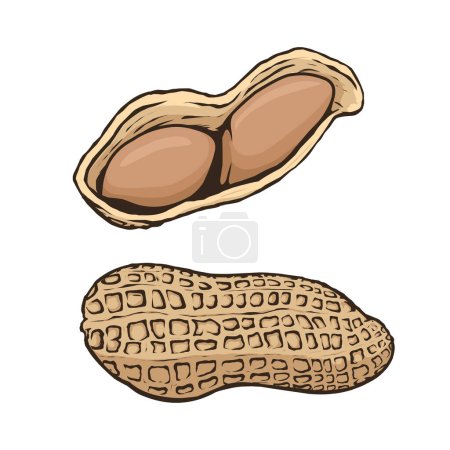 Téléchargez les illustrations : Jeu de design vectoriel cacahuètes - en licence libre de droit