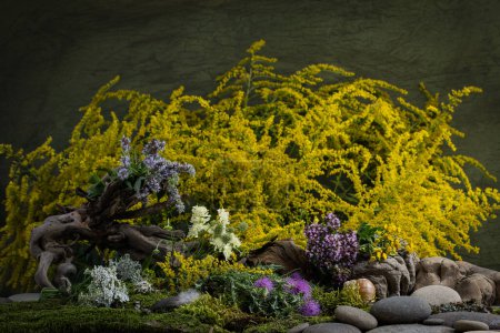 Foto de Ingredientes cosméticos. Composición floral de hierbas medicinales. Piedras, musgo, flores silvestres. ingredientes cosméticos. - Imagen libre de derechos