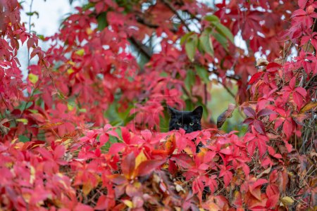 Téléchargez les photos : Un chat noir est assis dans les feuilles rouges du raisin sauvage. Famille de chats, mammifères, sang chaud. - en image libre de droit