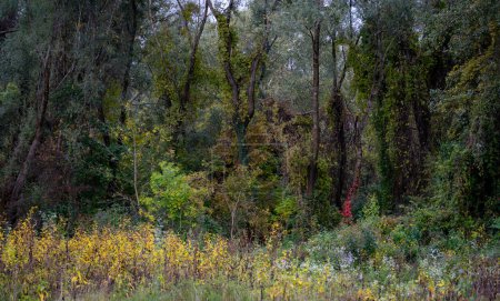 Foto de Bosque. Bosque misterioso. El primer aliento de otoño. Parque al aire libre. - Imagen libre de derechos