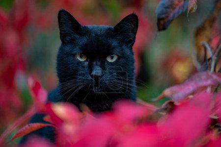 Téléchargez les photos : Un chat noir est assis dans les feuilles rouges du raisin sauvage. Famille de chats, mammifères, sang chaud. - en image libre de droit