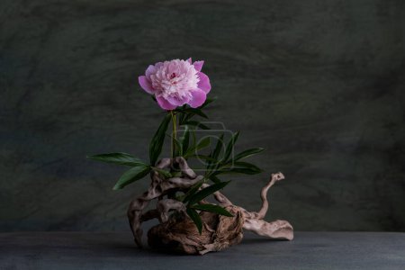 romantisches Arrangement aus rosa Pfingstrosenblüten, Halskette und Baumwurzeln.