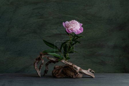 romantic arrangement of pink peony flowers, using a necklace, and tree roots.