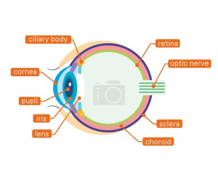 Ilustración de la estructura del ojo