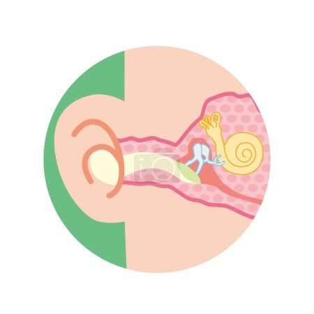 Illustration for Cross-section illustration of the inside of the ear - Royalty Free Image