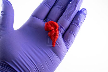 Photo for Close up photo of a gloved hand holding a ghost pepper - Royalty Free Image