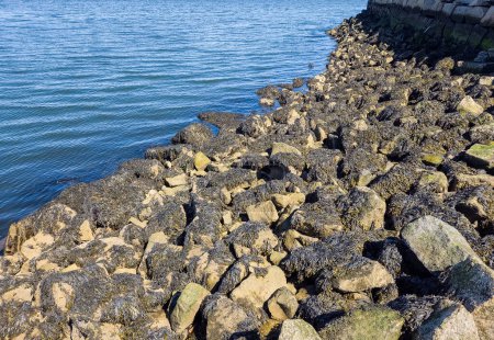 Rivage rocheux avec algues et eau de mer