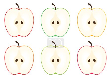 Illustration for Vector illustration of apple slices cut in half - Royalty Free Image