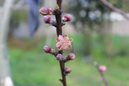 Foto de Brotes de flor de manzano en primavera. - Imagen libre de derechos