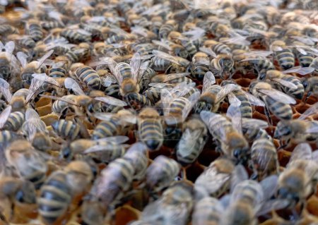 Foto de Textura, racimo de abejas en panales, cría de abejas trabajando en panales - Imagen libre de derechos