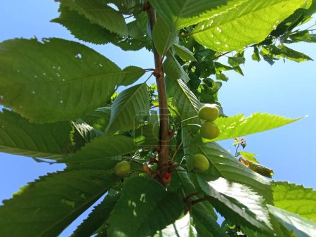 Foto de Bayas de cereza inmaduras en coníferas. Los frutos verdes del árbol de bayas - Imagen libre de derechos