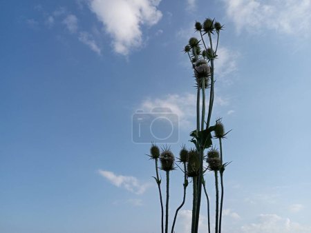 Téléchargez les photos : Thistle plante sur le fond du ciel bleu. - en image libre de droit