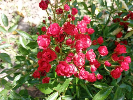 Foto de Muchas pequeñas flores de rosa roja con pétalos brillantes en una rama de rosa verde. - Imagen libre de derechos