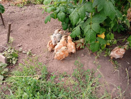 Photo for Young chickens huddled together under a raspberry bush. Agricultural topics, poultry farming. - Royalty Free Image