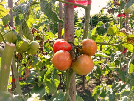 Foto de Cuatro tomates ecológicos en un arbusto. Bush con frutas de tomate. - Imagen libre de derechos