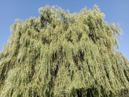 Photo for Weeping willow on the background of the blue sky. The crown of the weeping willow. - Royalty Free Image