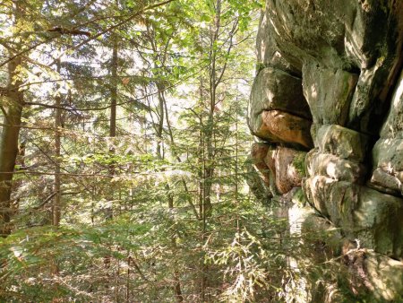Foto de Una roca alta y fuerte en un denso bosque de coníferas Cárpatos. Un bosque con árboles altos y rectos y una roca escarpada. - Imagen libre de derechos