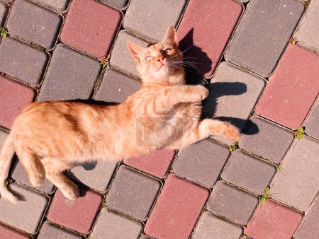 Foto de Un gato rojo juega en los adoquines. Un gato toma el sol en verano - Imagen libre de derechos