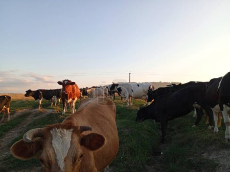 Foto de Una manada de vacas regresa a casa por la noche a lo largo de un camino de tierra. El camino a través del pasto. - Imagen libre de derechos