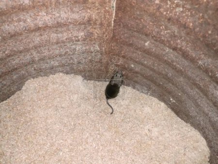 Foto de Un ratón está atrapado en un barril de alimentación. Trampa de ratón. Un ratón en el fondo de la alimentación compuesta. - Imagen libre de derechos