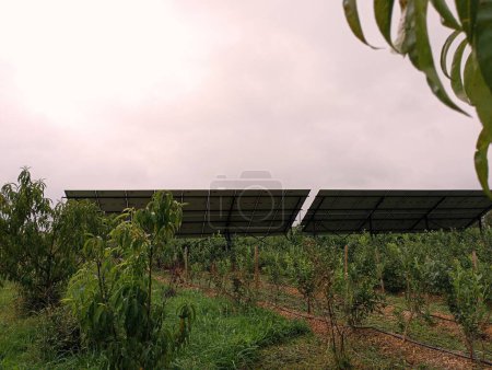 Téléchargez les photos : Des panneaux solaires sont installés sur une plantation de bleuets, avec des feuilles de pêche au premier plan. Énergie propre sur le plan écologique. - en image libre de droit