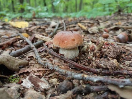 Foto de Un joven y hermoso hongo blanco creció en una hoja de roble caído en el bosque. Setas comestibles en el entorno natural - Imagen libre de derechos