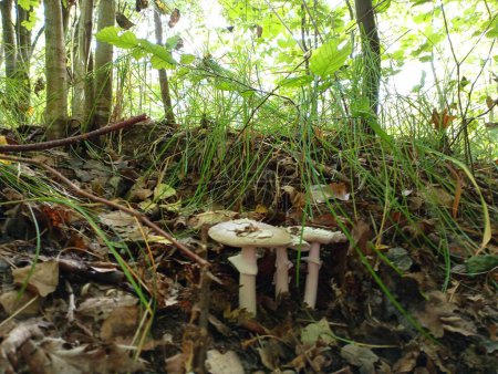 Foto de Tres setas blancas venenosas en un pequeño arroyo en el bosque. Fondo forestal con setas venenosas. - Imagen libre de derechos