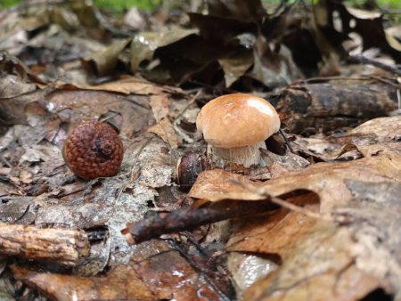 Photo for A small white mushroom and an acorn on a fallen oak leaf. Beginning of the mushroom season, picking mushrooms. Autumn theme. - Royalty Free Image