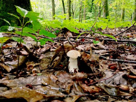 Foto de Un maravilloso hongo blanco joven se escondió debajo de las hojas entre los árboles jóvenes de roble - Imagen libre de derechos